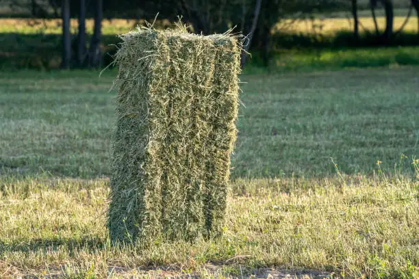Small square bales hay