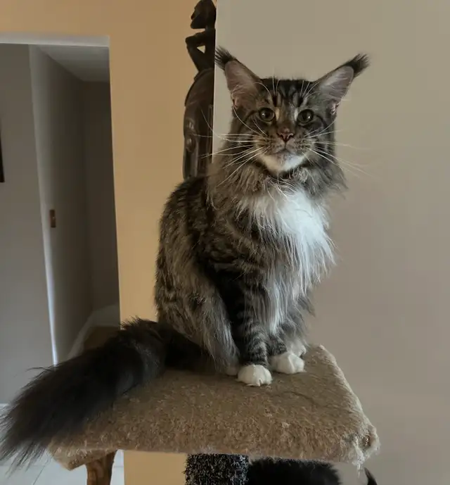 Maine Coon Cat