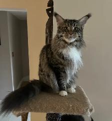 Maine Coon Cat