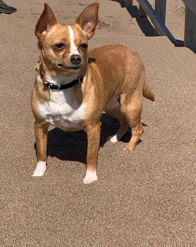 Chihuahua, rat terrier mix
