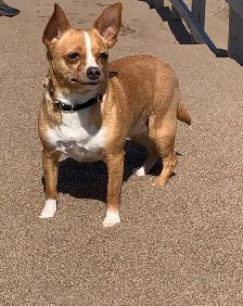 Chihuahua, rat terrier mix