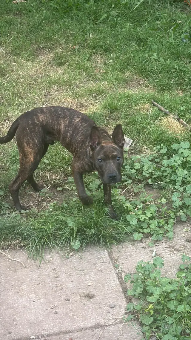 ❤️PUPS FOR NEW HOME❤️