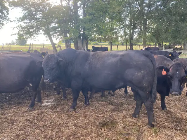 Limousin Bull