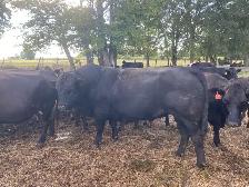 Limousin Bull
