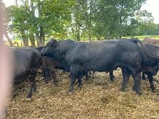 Limousin Bull - Photo 3
