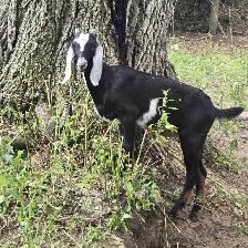 nubian billy