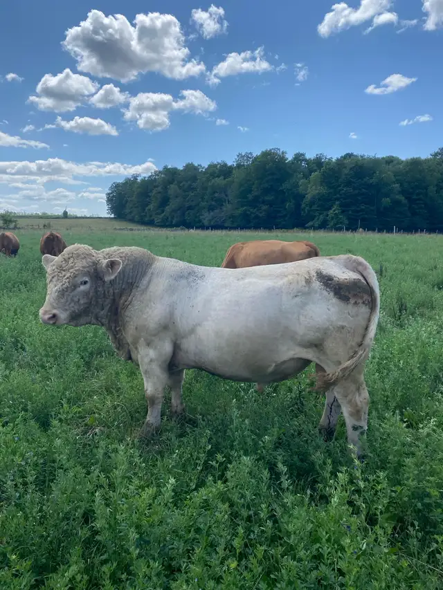 Charolais Bull