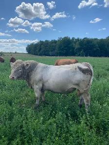 Charolais Bull