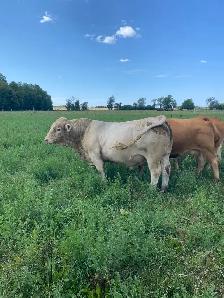 Charolais Bull - Photo 2