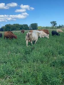 Charolais Bull - Photo 3