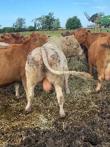 Charolais Bull - Photo 4