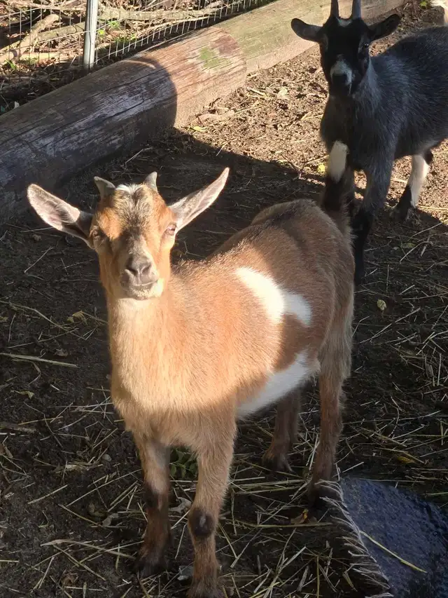 pygmy x nigerian doe goats