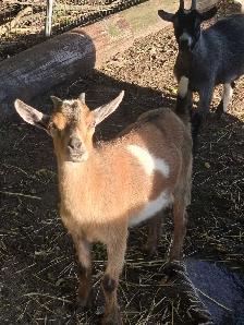 pygmy x nigerian doe goats