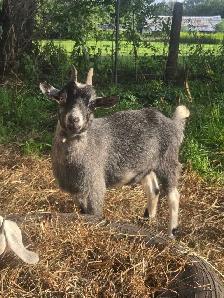 pygmy x nigerian doe goats - Photo 2