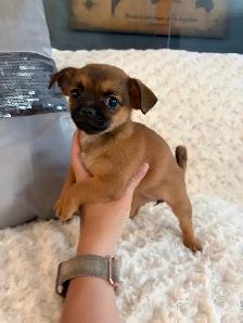 PRET chiot chihuahua femelle
