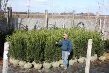 Cedars, boxwoods, yews, Japanese Maple Plants and so much more - Photo 10