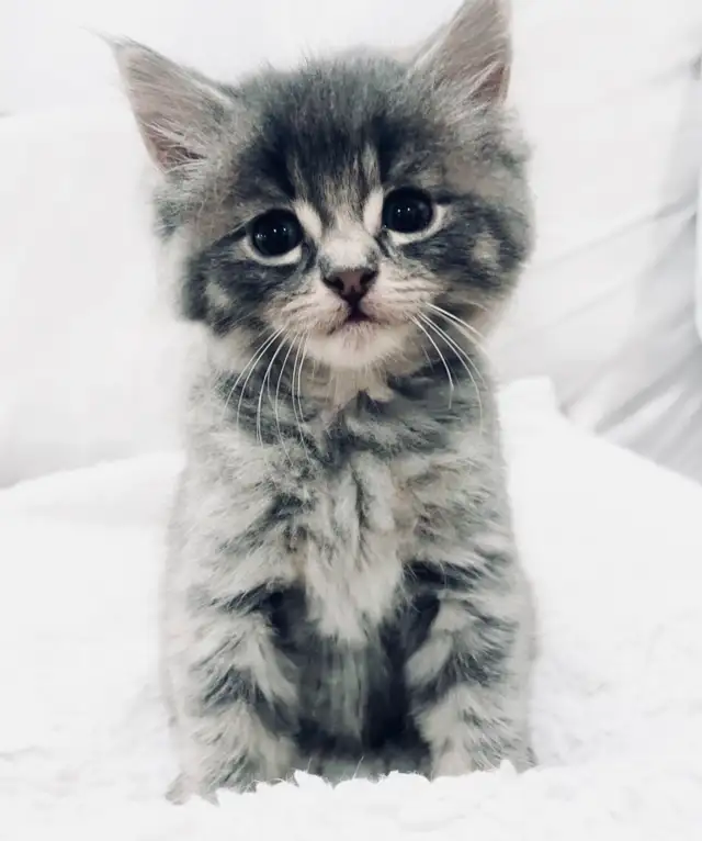 Three Kittens For Sale