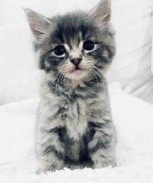 Three Kittens For Sale