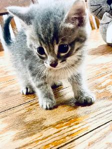 Three Kittens For Sale - Photo 2