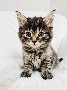 Three Kittens For Sale - Photo 3