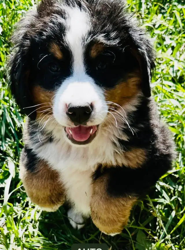 Bernese Mountain Dog Puppies
