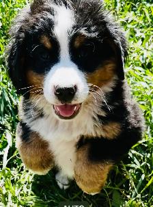 Bernese Mountain Dog Puppies