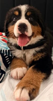 Bernese Mountain Dog Puppies - Photo 2