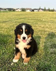 Bernese Mountain Dog Puppies - Photo 3