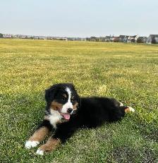 Bernese Mountain Dog Puppies - Photo 4