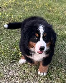 Bernese Mountain Dog Puppies - Photo 5
