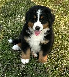 Bernese Mountain Dog Puppies - Photo 6