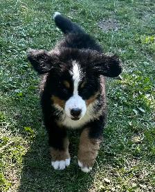 Bernese Mountain Dog Puppies - Photo 7