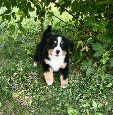 Bernese Mountain Dog Puppies - Photo 8