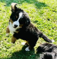 Bernese Mountain Dog Puppies - Photo 9