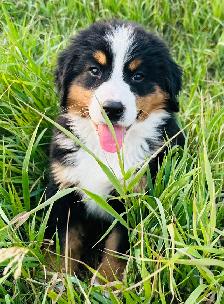 Bernese Mountain Dog Puppies - Photo 10