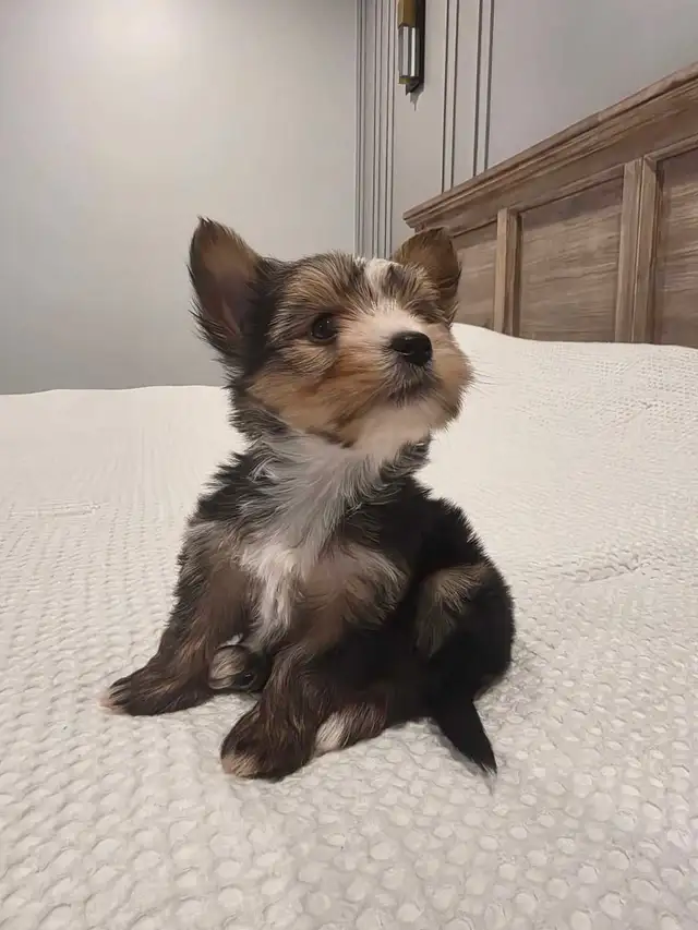 Pure Bred Yorkshire Terrier