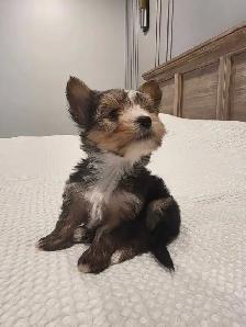 Pure Bred Yorkshire Terrier