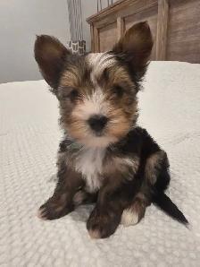 Pure Bred Yorkshire Terrier - Photo 2