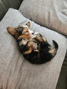 Pure Bred Yorkshire Terrier - Photo 3