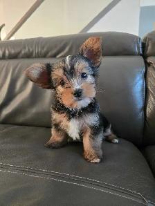 Pure Bred Yorkshire Terrier - Photo 4