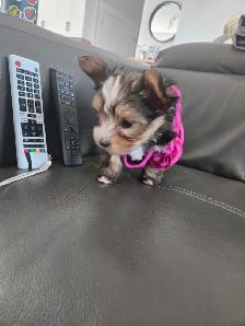 Pure Bred Yorkshire Terrier - Photo 5