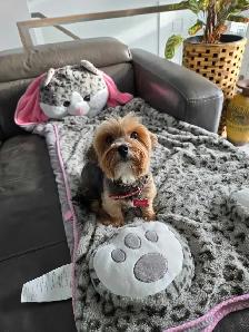 Pure Bred Yorkshire Terrier - Photo 6