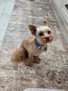 Pure Bred Yorkshire Terrier - Photo 7