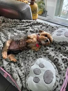 Pure Bred Yorkshire Terrier - Photo 8