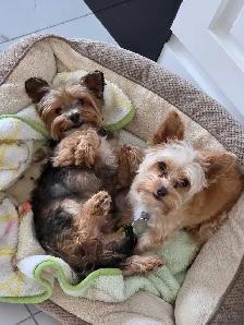 Pure Bred Yorkshire Terrier - Photo 9