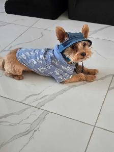 Pure Bred Yorkshire Terrier - Photo 10