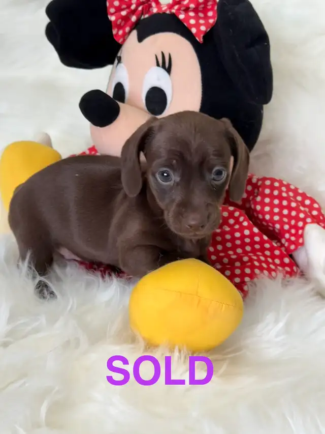 Purebred Miniature, Dachshund Puppies Available