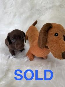Purebred Miniature, Dachshund Puppies Available - Photo 2