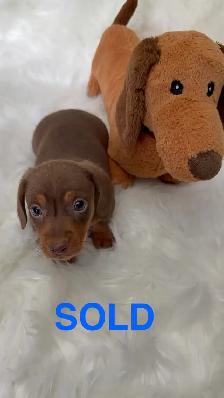 Purebred Miniature, Dachshund Puppies Available - Photo 3