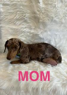 Purebred Miniature, Dachshund Puppies Available - Photo 4